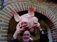 De verkoop van de offergaven met de traditionele varkenskop kan niet doorgaan