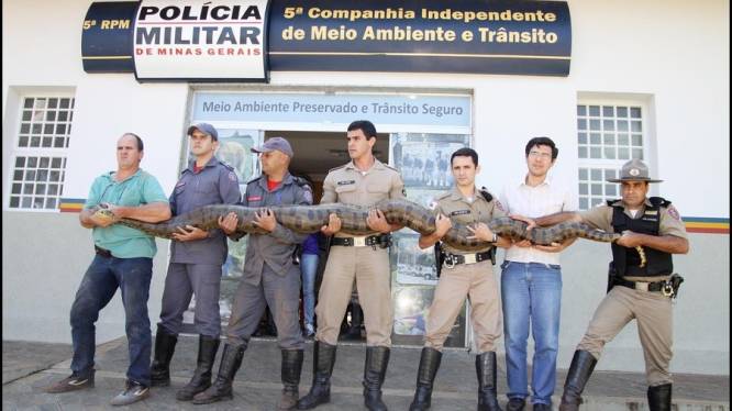 Zwangere anaconda gevangen in Brazilië