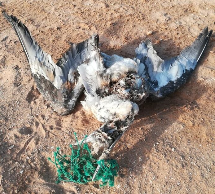 Dode vogel met visnet om snavel