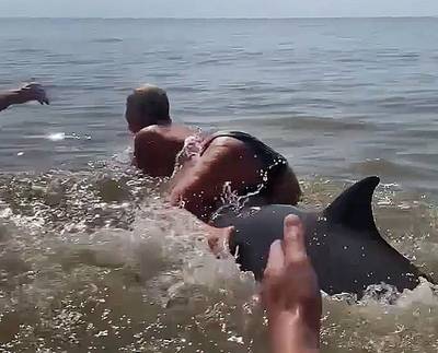Nederlandse vrouw die op rug van dolfijn klom niet vervolgd: “Opgelucht dat ze dit boek kan sluiten”