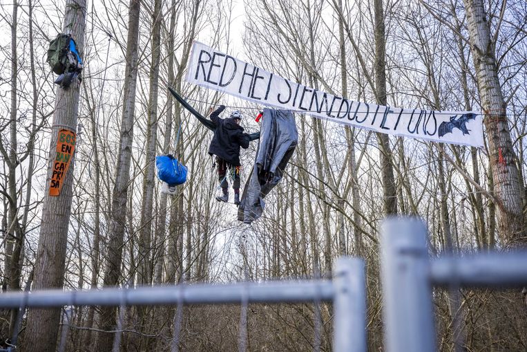 Tussen de bomen worden ook spandoeken opgehangen die oproepen het Sterrebos te redden. Beeld ANP