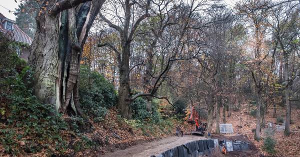 450 jaar oude, markante reus in Beek krijgt eigen damwand