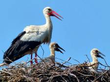 Dertien jonge ooievaars uitgevlogen, unicum voor Breda 