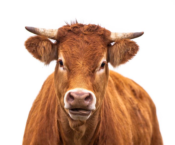ticket Schandalig Kalksteen Ruim 16 miljoen Amerikanen denken dat chocolademelk van bruine koeien komt  | Buitenland | hln.be