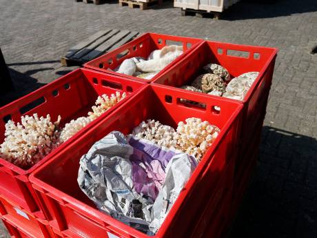 Politie mist nog illegale schedels en zagen na inval bij groothandel Berghem