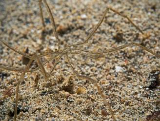 Mysterie voortplanting reusachtige zeespinnen eindelijk ontrafeld