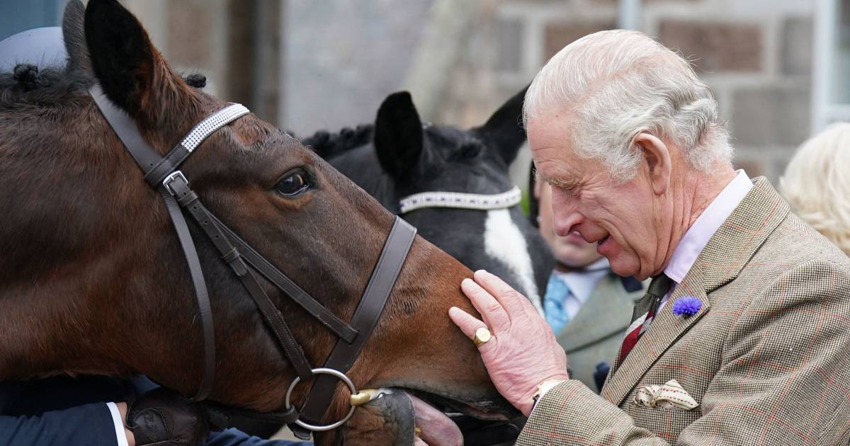 Streven syndroom Offer Koning Charles III wil twaalf renpaarden van de Queen verkopen | Show |  AD.nl