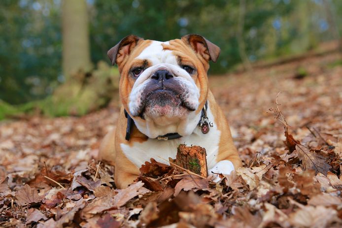 Meenemen Zich verzetten tegen Pak om te zetten Dierenwelzijn waarschuwt voor valse advertenties: oplichters verkopen  zogezegd honden online | Instagram VTM NIEUWS | hln.be