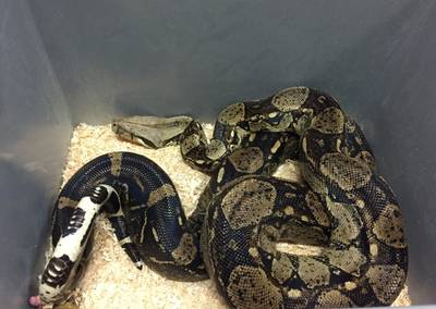 Man loopt met enorme slang om hals door Duits station