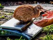Voorlopig nog geen zeldzame kiwi in vogelpark, maar er is nog hoop