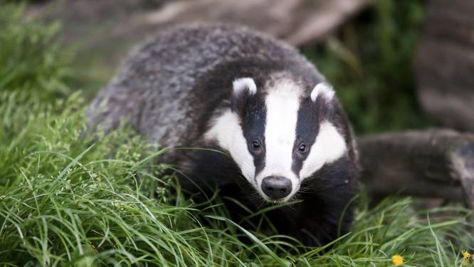Natuurcorridor dassen ‘redt’ bedrijventerrein Elspeet