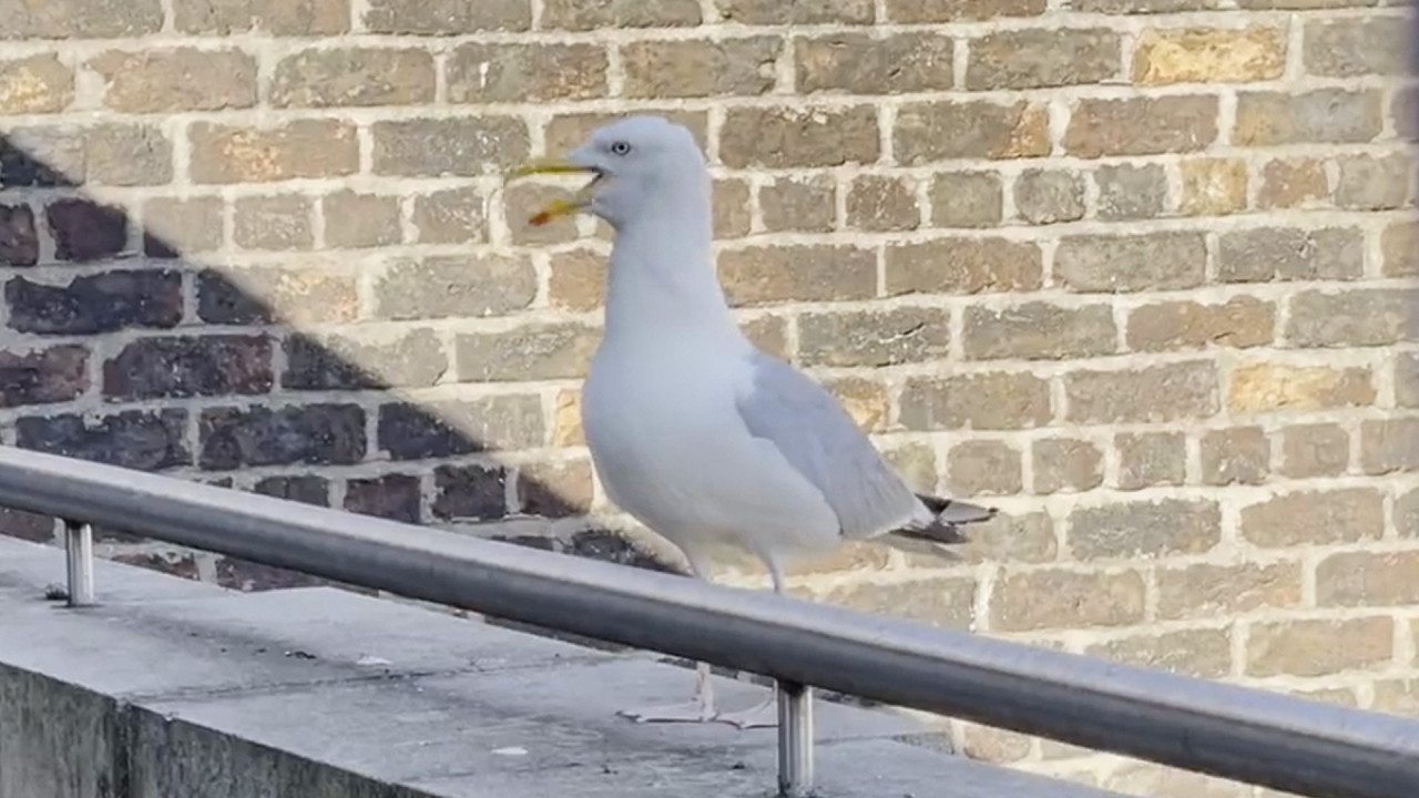 Cette mouette aboie comme un chien.