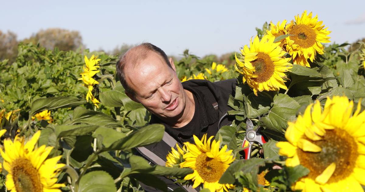 Gele pracht in zomers oktober in Slijk-Ewijk