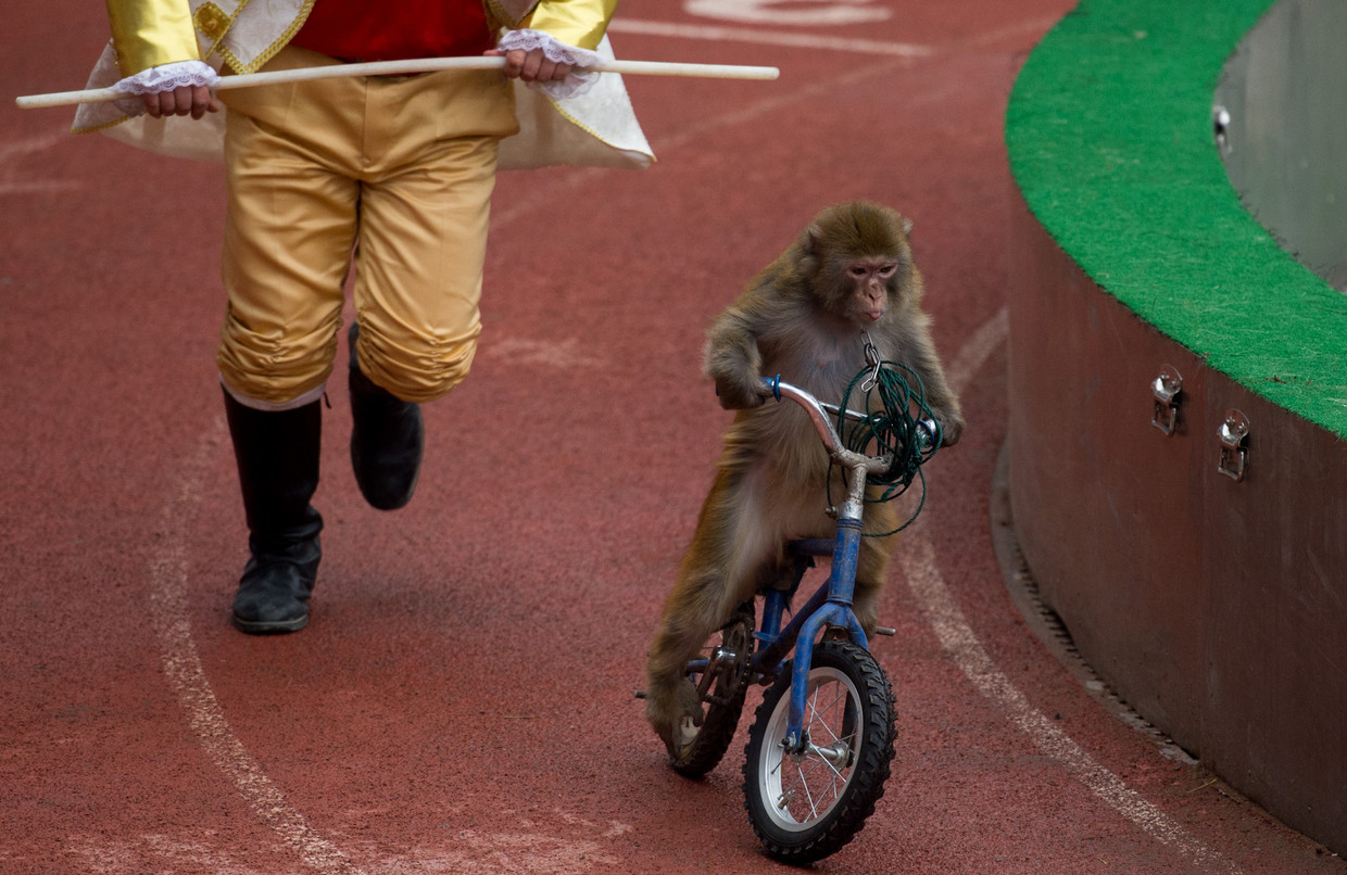 Een aapje moet optreden op een fiets in een Chinees attractiepark. Beeld AFP