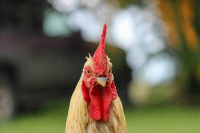 Voorlopig mogen dierenorganisaties zelf kippen komen vangen in de gemeente Rucphen