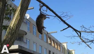 Bewoners durven huis niet meer uit door rattenplaag in Amsterdam