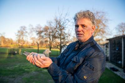 Dieven stelen peperdure duif van Harold (53) uit Den Ham, maar die rent achter ze aan en pakt ze