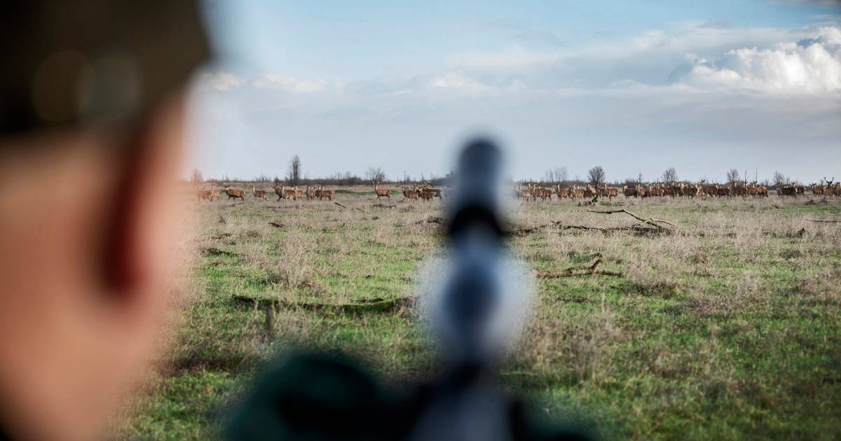 Er worden wéér 1400 herten afgeschoten in Oostvaardersplassen: dit is waarom - De Stentor