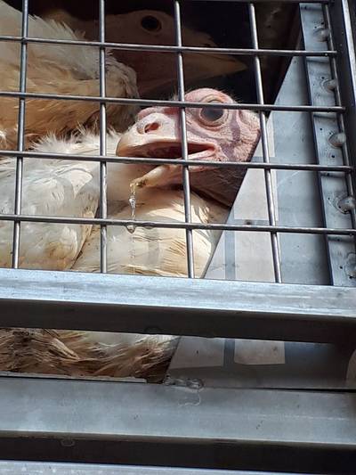 Kalkoenen sterven in gloeiendhete vrachtwagen bij Hazeldonk