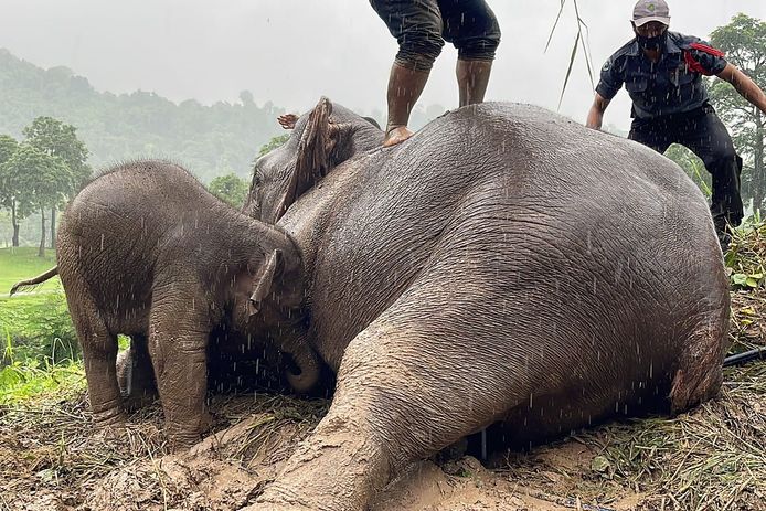 De dierenarts en medewerkers van het park reanimeren de olifant na een val in diepe put
