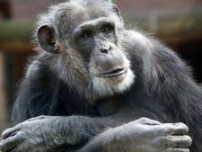 Marjo zorgde voor Mike, de chimpansee die werd doodgeschoten na uitbraak: ‘Dan breek je’