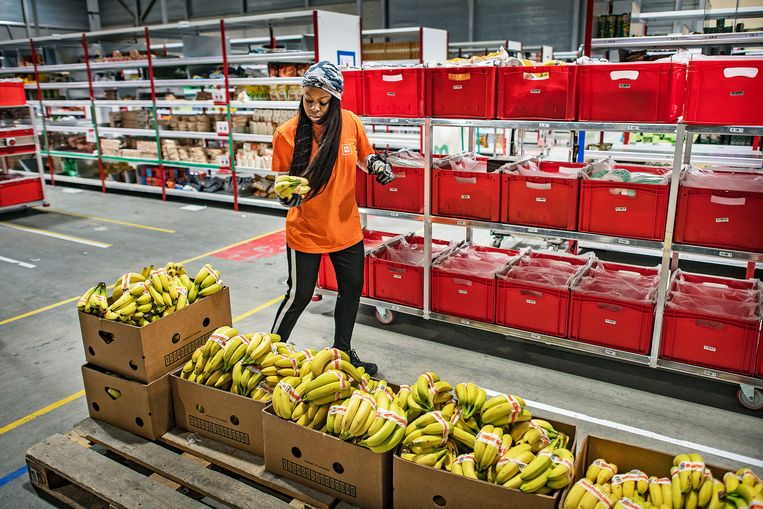 Een medewerker van Picnic in Diemen vult dozen met bananen. Beeld Guus Dubbelman / de Volkskrant