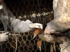 Un premier élevage français contaminé par la grippe aviaire