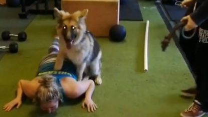 "Genoeg getraind", denkt deze puppy...en dus gaat hij op zijn baasje zitten tijdens haar push ups