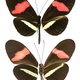 Twee bijna identieke vlinders, ander genetisch materiaal: Belg werpt nieuw licht op evolutietheorie