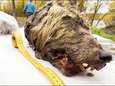 Reusachtige kop van 40.000 jaar geleden overleden wolf teruggevonden in Siberië 