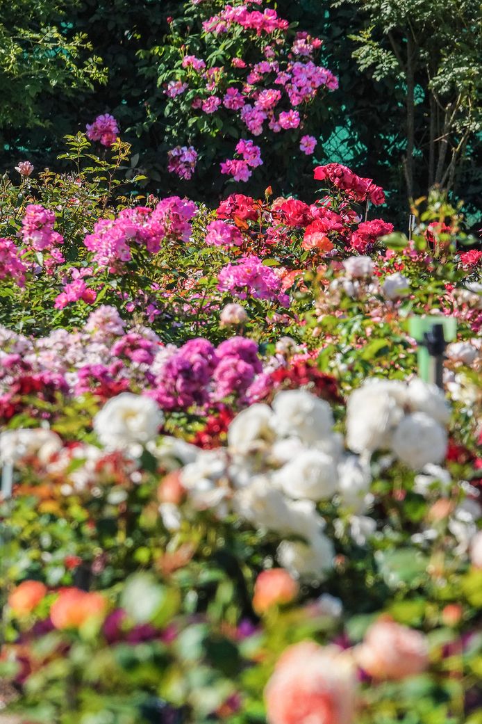 De rozen staan volop in bloei, in de publieke tuin op Hoog Kortrijk