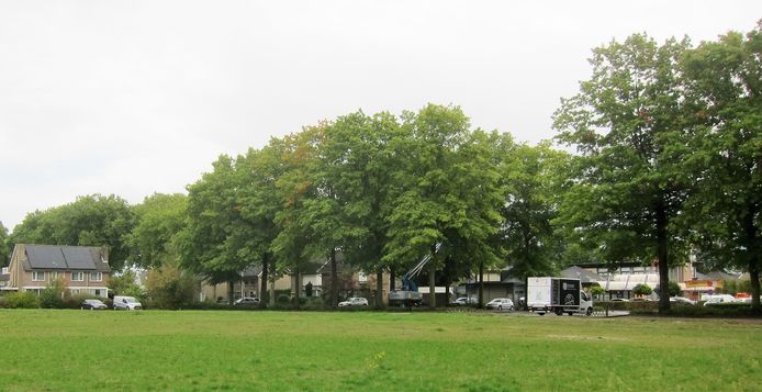 De moeraseiken aan de Kennedylaan, in september gefotografeerd door buurtbewoner Jan Klerks.