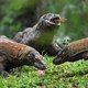 Voor de komodovaraan komen wereldwijde afspraken over natuur en klimaat misschien wel te laat