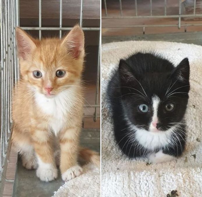 Gelukkig is dat lettergreep Catastrofaal Opnieuw kittens gevonden in Duyls Bos, één kitten overleden | Waalwijk,  Heusden e.o. | bd.nl