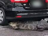 Vrouw ontdekt alligator die zich onder auto verstopt