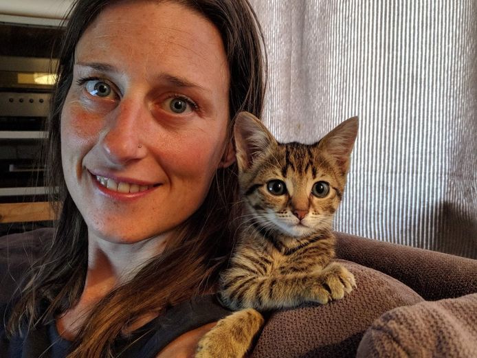 eerste Let op afstuderen Kat Zoekt Thuis zoekt opvanggezinnen: “Wachtlijst van 35 katten die nog  buiten zitten” | Gent | hln.be