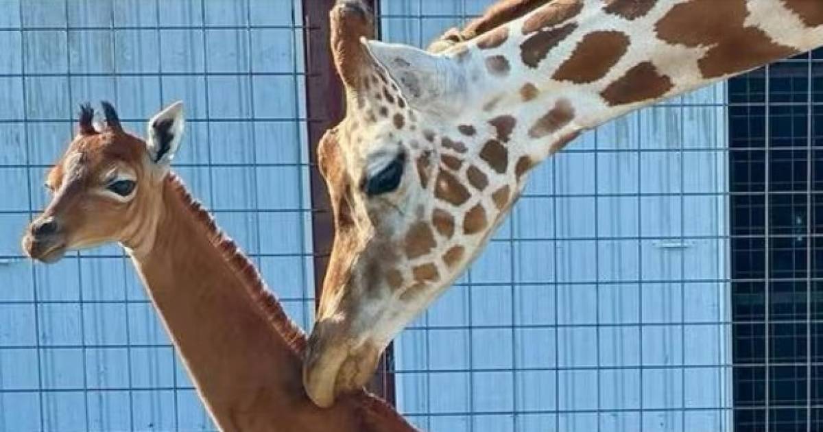 Giraffe zonder vlekken geboren in Amerikaanse dierentuin: ‘Enige ter