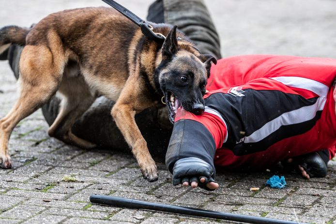 klem grafiek Federaal Hele wereld wil de Nederlandse politiehond, maar er is een keerzijde |  Doetinchem | gelderlander.nl