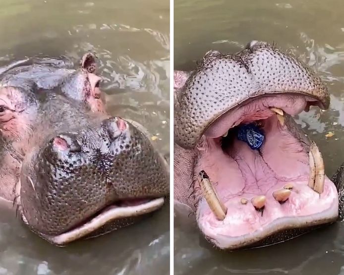 Une visiteuse d'un parc safari a jeté un gobelet dans la bouche d'un hippopotame en Indonésie.