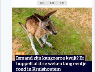 Ontsnapte Kruisemse kangoeroe beroert ook wielrenner Thomas De Gendt: “Vier weken in Australië geweest en er geen enkele gezien”