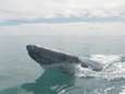 Schitterende beelden: groep walvissen entertaint toeristen