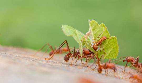Mieren doen al veel langer aan landbouw dan de mens: ‘We kunnen wat van hen leren, bijvoorbeeld over antibiotica’