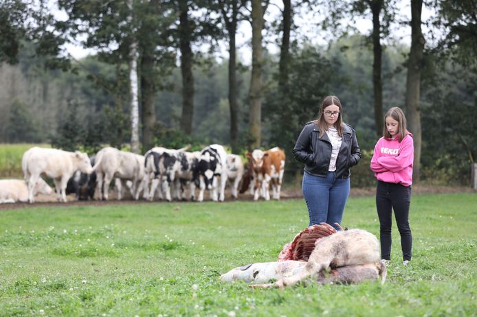 Eerder deze week werd er in Meeuwen nog een koe doodgebeten.