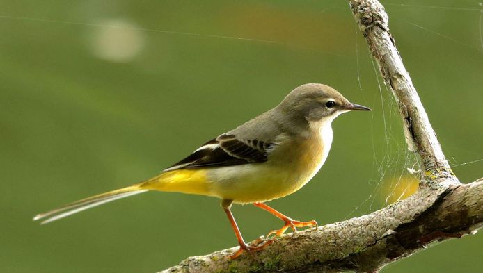 Kledingmerk met gele vogel clearance