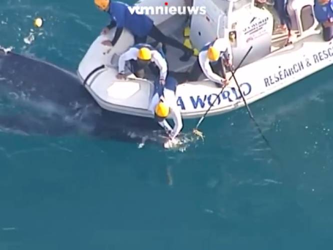 VIDEO. Walviskalfje na urenlange operatie gered uit haaiennetten, moeder blijft geduldig wachten