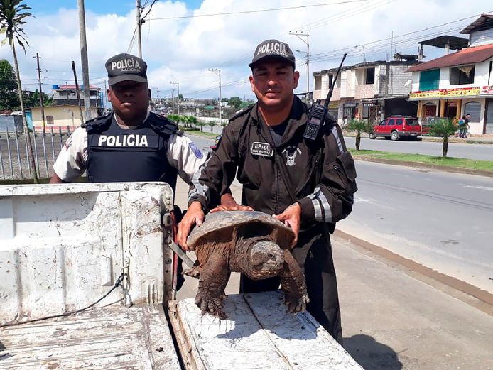 Een schildpad gered in Ecuador.