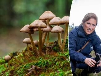 Hoe giftig zijn paddenstoelen? Mag je ze plukken en ervan eten? Experte waarschuwt: “Drink nooit alcohol bij dit exemplaar”