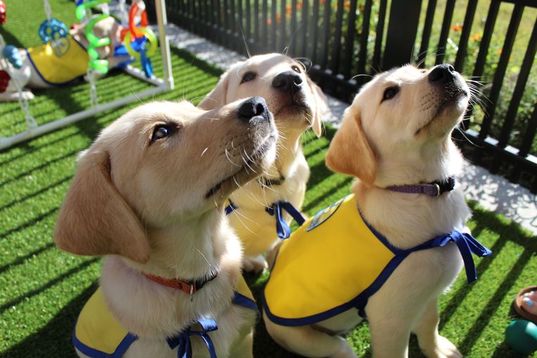 Bij het Canine Companions for Independence-project worden puppy's tot begeleidingshond opgeleid.  Beeld Jared Lazarus