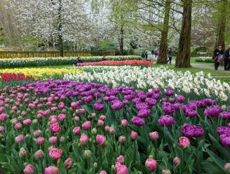 Tukkers naar de tulpen