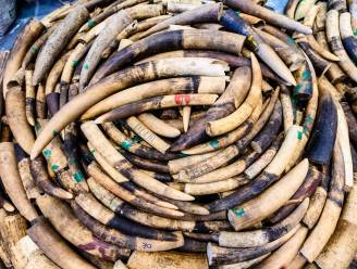Meer dan 100 olifantenslagtanden in beslag genomen in Kameroen
